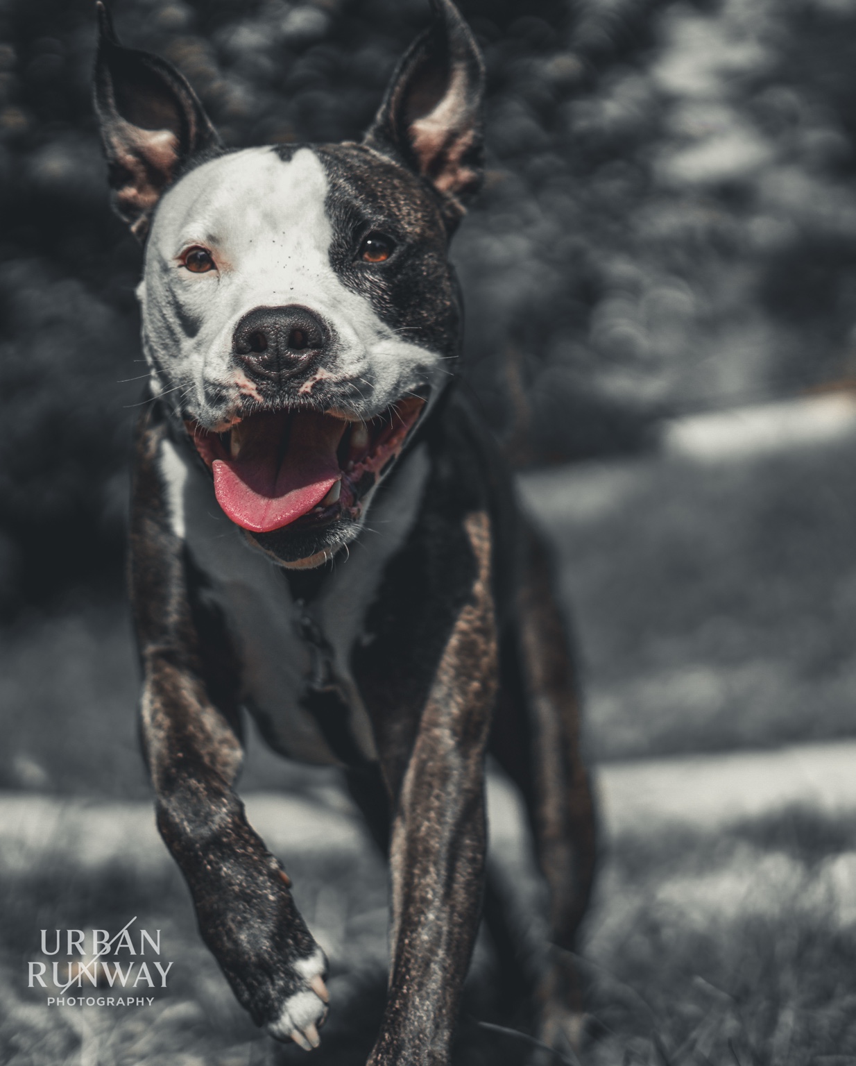 Acadia - Dog Photoshoot